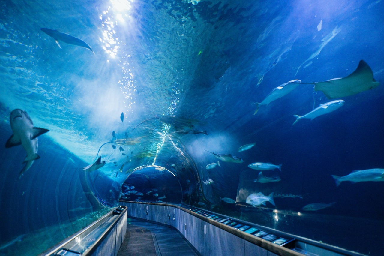 Aquarium of the Bay Tickets - Photo 1 of 9